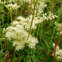 Meadowseet Flower