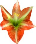 Amaryllis Flower
