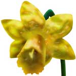 Daffodil Flowers