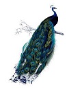 Peacock Symbolism