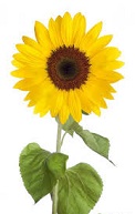 Symbolic Sunflower