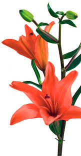 Symbolic Lily