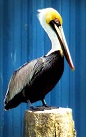 Symbolic Pelican