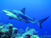 Shark Totem Meanings