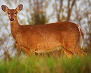 Symbolic Meanings for the Deer
