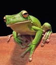 Symbolic Frog